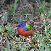 Painted Bunting, South Padre Island, Texas